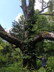 Fraxinus quadrangulata