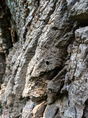 Fraxinus quadrangulata
