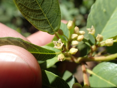 Frangula rubra obtusissima