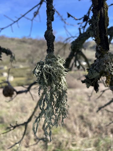 iNaturalist observation photo of Common Lichens