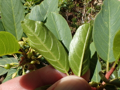 Frangula rubra obtusissima