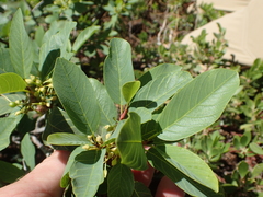 Frangula rubra obtusissima
