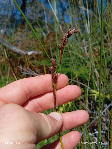 Machaerina rubiginosa iNat (1)