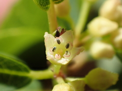 Frangula rubra obtusissima