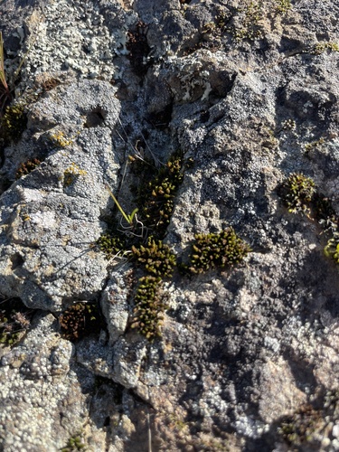 iNaturalist observation photo of Mosses