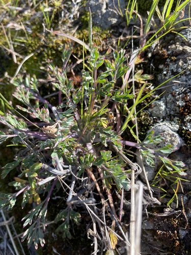 iNaturalist observation photo of Plants