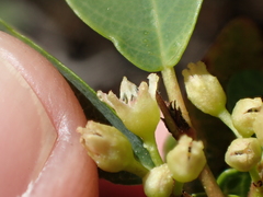 Frangula rubra obtusissima