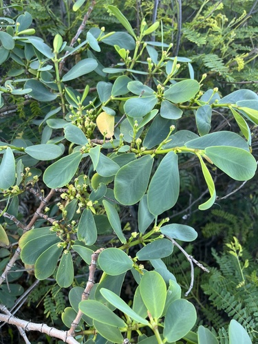 Euphorbia celastroides observed 2025-02-21