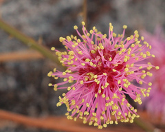 Mimosa quadrivalvis