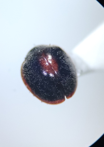 Shadow-backed Anovia