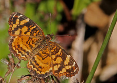 Anthanassa frisia
