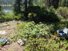 Frangula rubra obtusissima