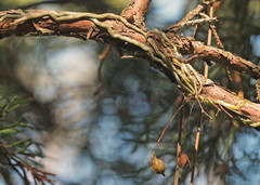 Dendrophylax porrectus