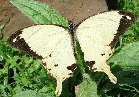 Mocker Swallowtail