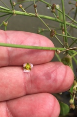 Alisma gramineum