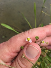 Alisma gramineum