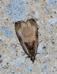 Olethreutes punctanum