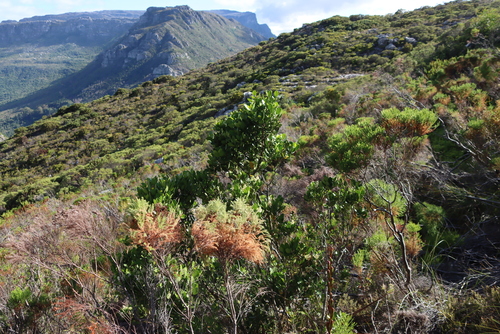 Image of Olea capensis by (c) Tony Rebelo, some rights reserved (CC BY-SA)