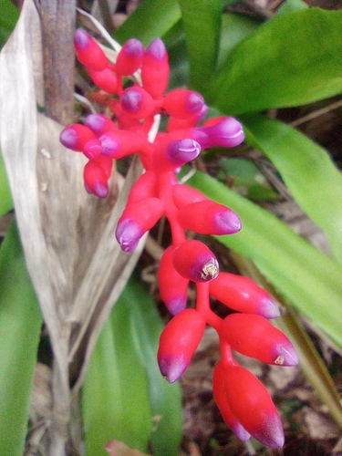 Aechmea fulgens, photograph 6