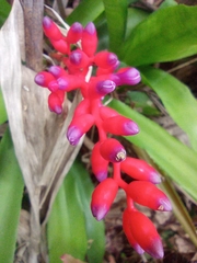 Aechmea fulgens, photograph (c) Gustavo Heleno Ferreira, some rights reserved (CC BY)