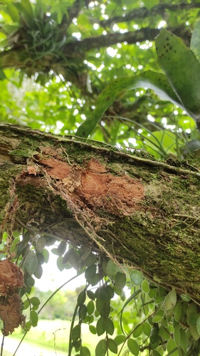 Foto de Coroa-de-frade