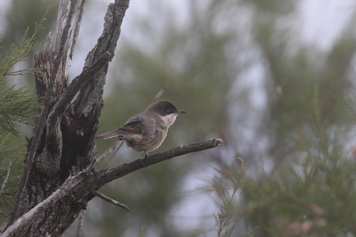 Curruca mirlona occidental (Curruca hortensis)