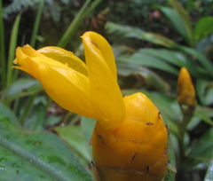 Costus lasius