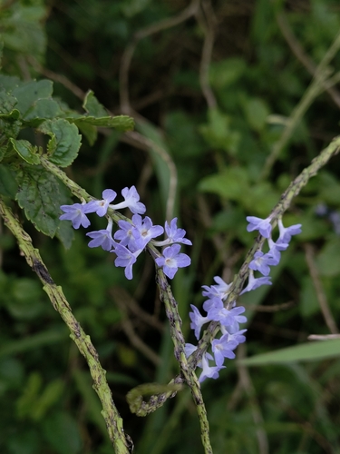 Stachytarpheta jamaicensis iNat (2)