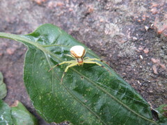 Thomisidae