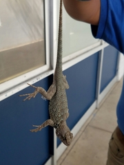 Sceloporus clarkii