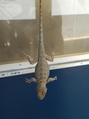 Sceloporus clarkii