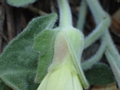 Calystegia malacophylla malacophylla