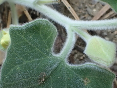 Calystegia malacophylla malacophylla