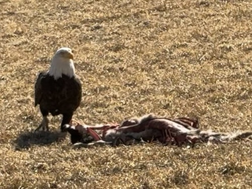 Bald Eagle photographed in New Jersey
