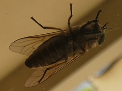 Tabanidae