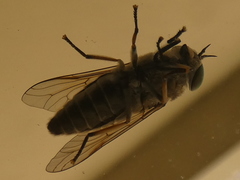 Tabanidae