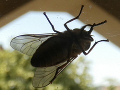 Tabanidae