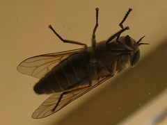 Tabanidae