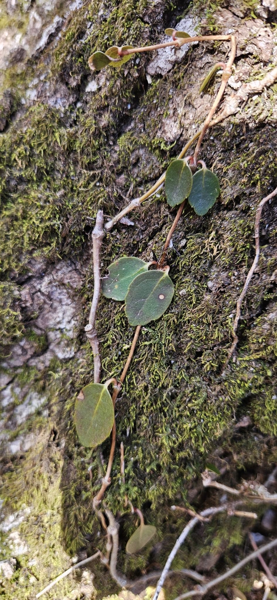 Imagem de Cipó-uva