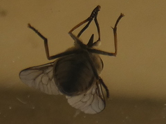 Tabanidae