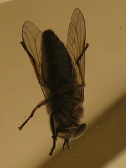 Tabanidae