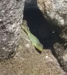 Timon lepidus ibericus