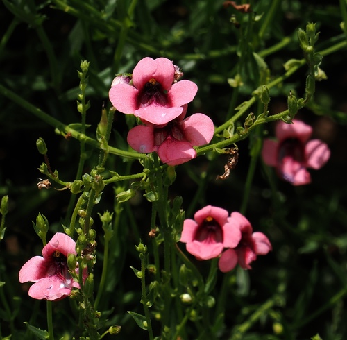 Twinspur (Diascia integerrima)