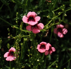 Diascia integerrima, photograph (c) desertnaturalist, some rights reserved (CC BY)