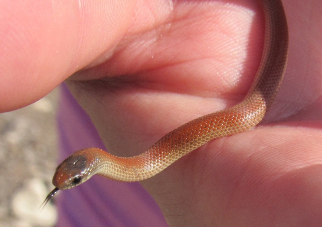 Great Plains Ground Snake from Jeff Davis County, TX, USA on August 3 ...