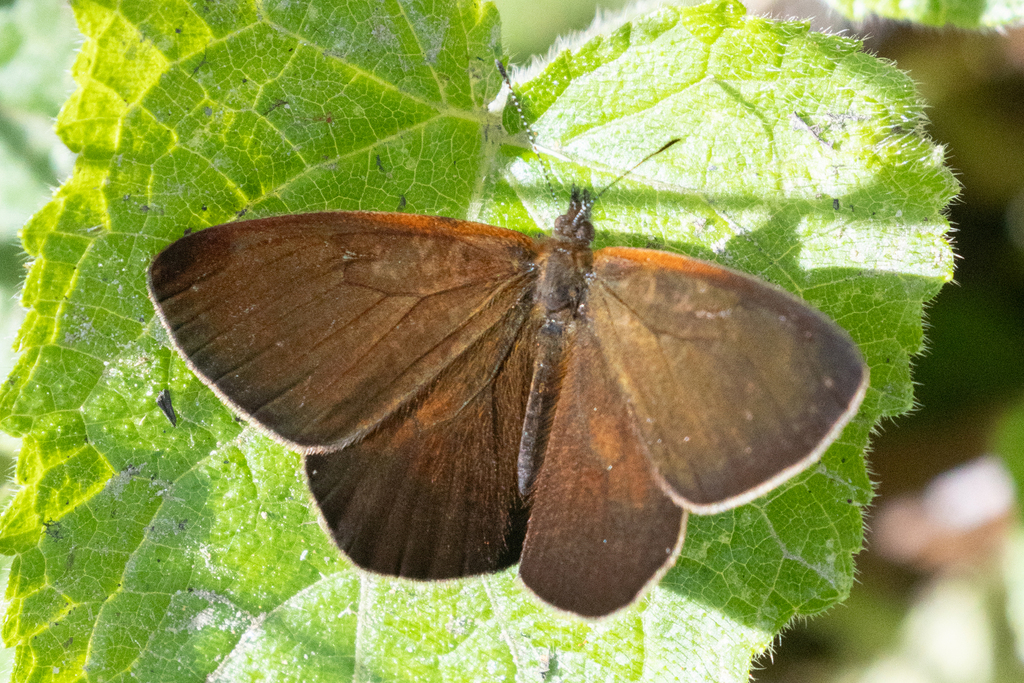 Lymanopoda labda