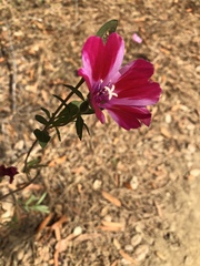 Clarkia amoena
