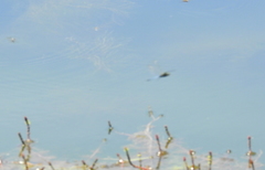 Erythrodiplax basifusca