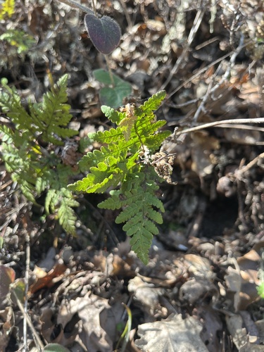 iNaturalist observation photo of goldback fern