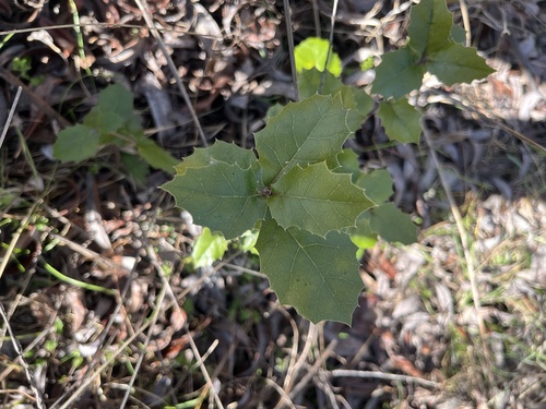 iNaturalist observation photo of coast live oak